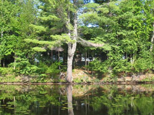 grousecovec