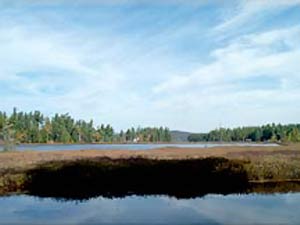Enlarged view of image